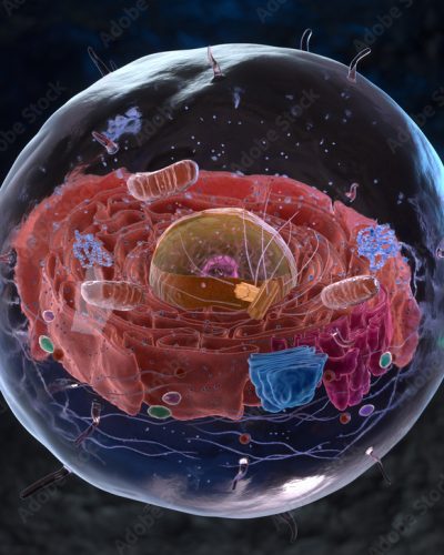 AdobeStock_693648812_Preview