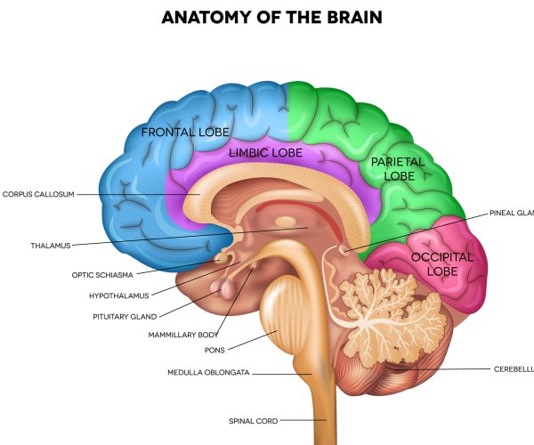 Human brain lobes, beautiful colorful illustration detailed anatomy. Sagittal view of the brain. Isolated on a white background.